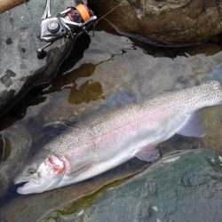 天竜川ルアーフライ専用区